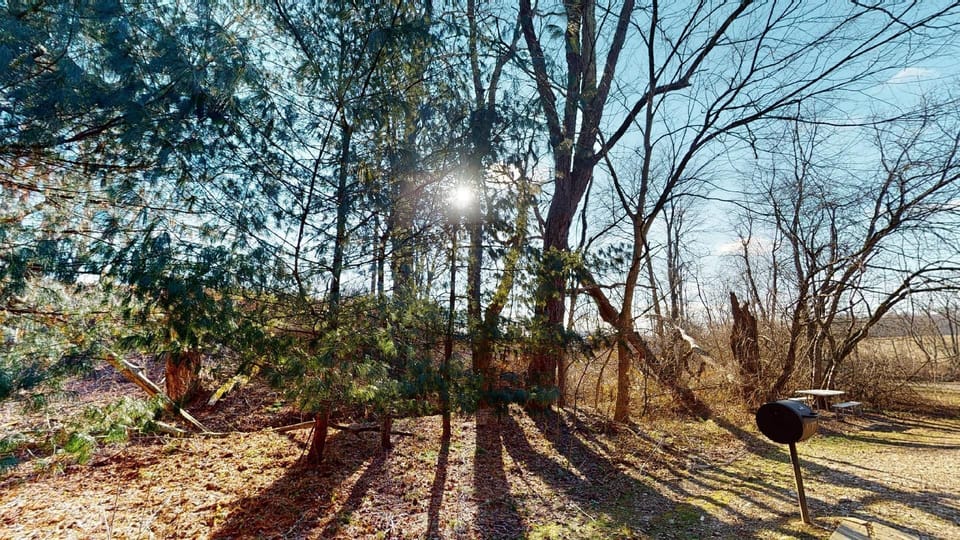 Back Garden