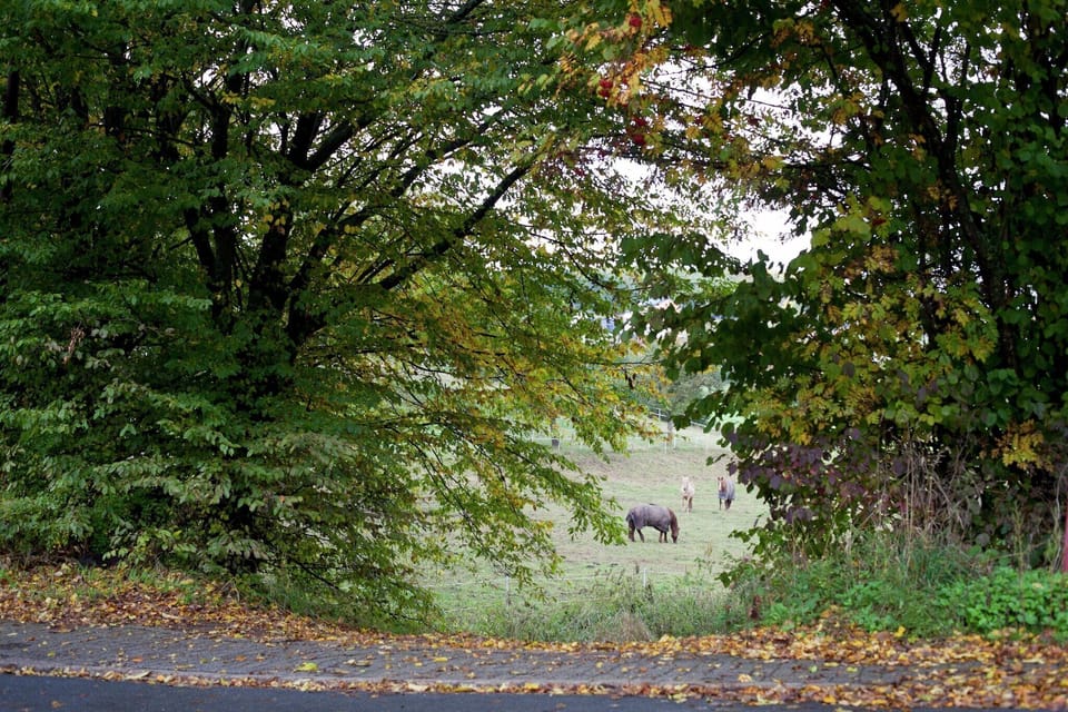 Immediate Surroundings [summer] (<1 km)