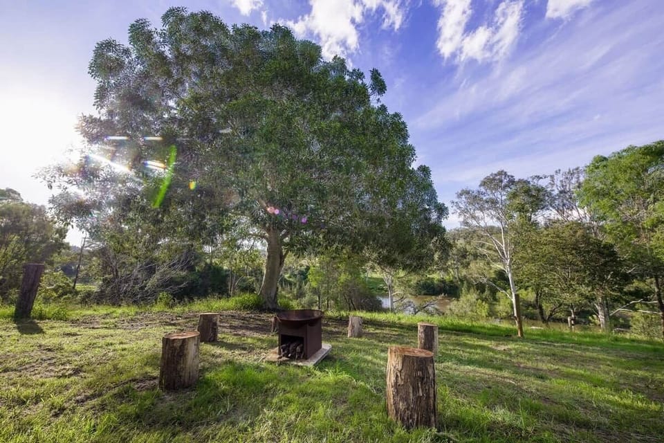 Fire pit under the fig tree