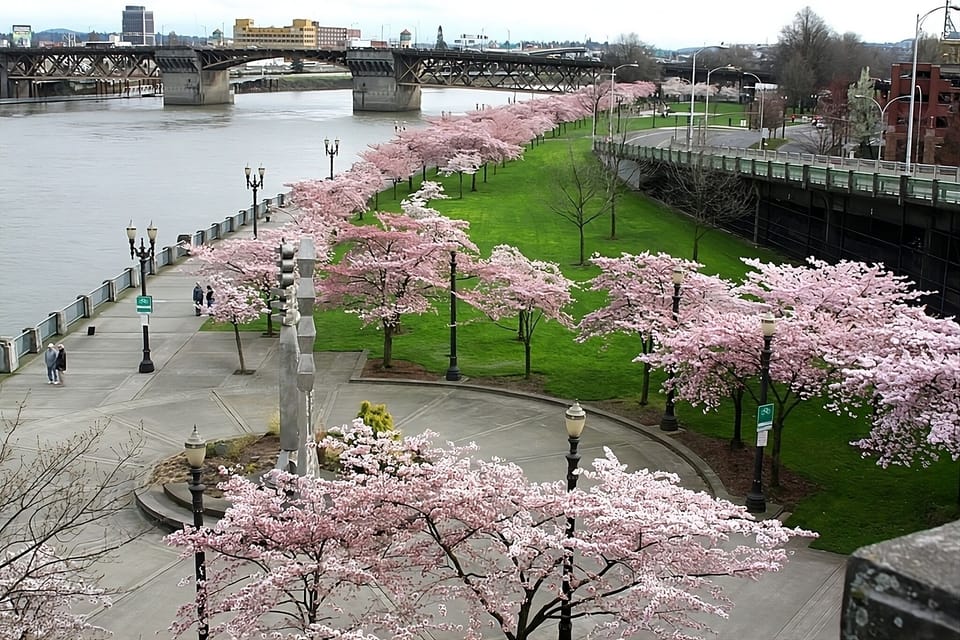 Take in sweeping river views framed by blooming cherry trees.