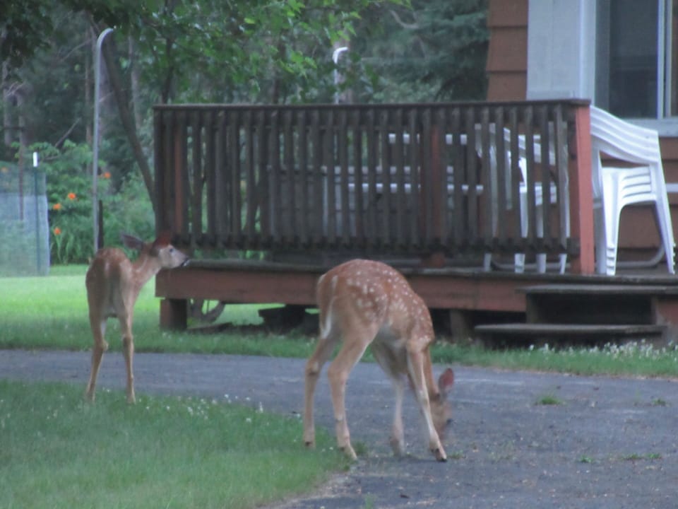 Curious fawns visit our chalet.