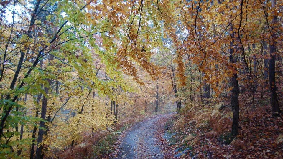 Escape into autumn trails and savor crisp woodland air.