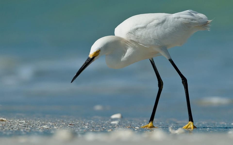 Egret