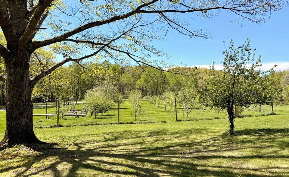 The Orchard: pick apples and peaches with your friends and family!