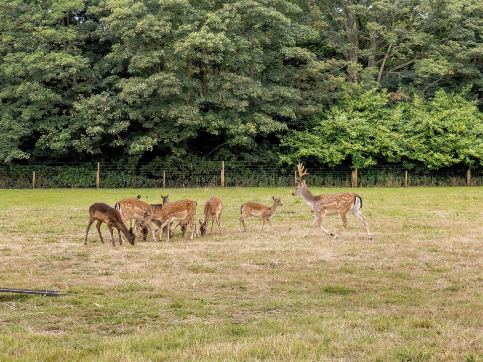 Local wildlife within the grounds | Deer View Cottage - Salhouse Hall, Salhouse, near Norwich