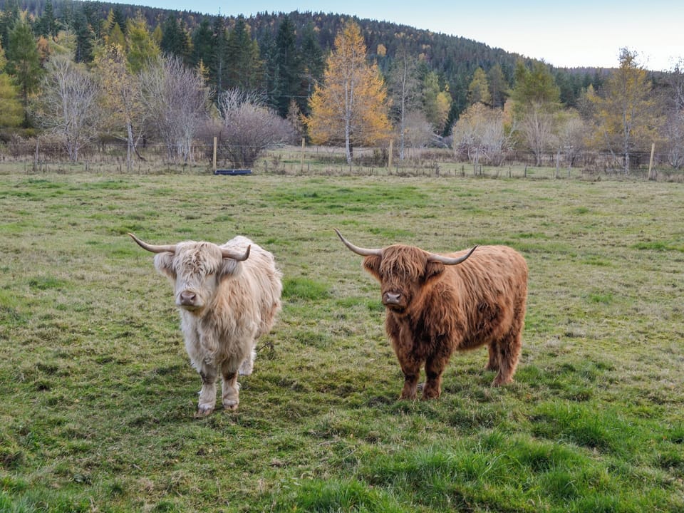 Surrounding area | Tanar View, Glen Tanar, near Aboyne