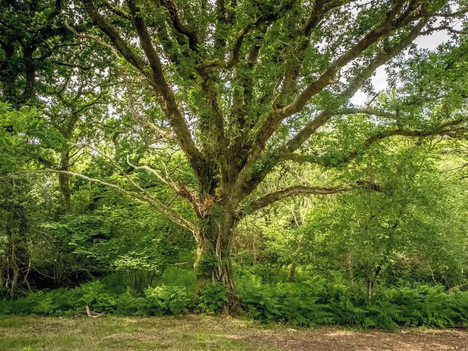 Surrounding area | Tent 2 Tanglewood - Manor Farm, Hooke, near Beaminster