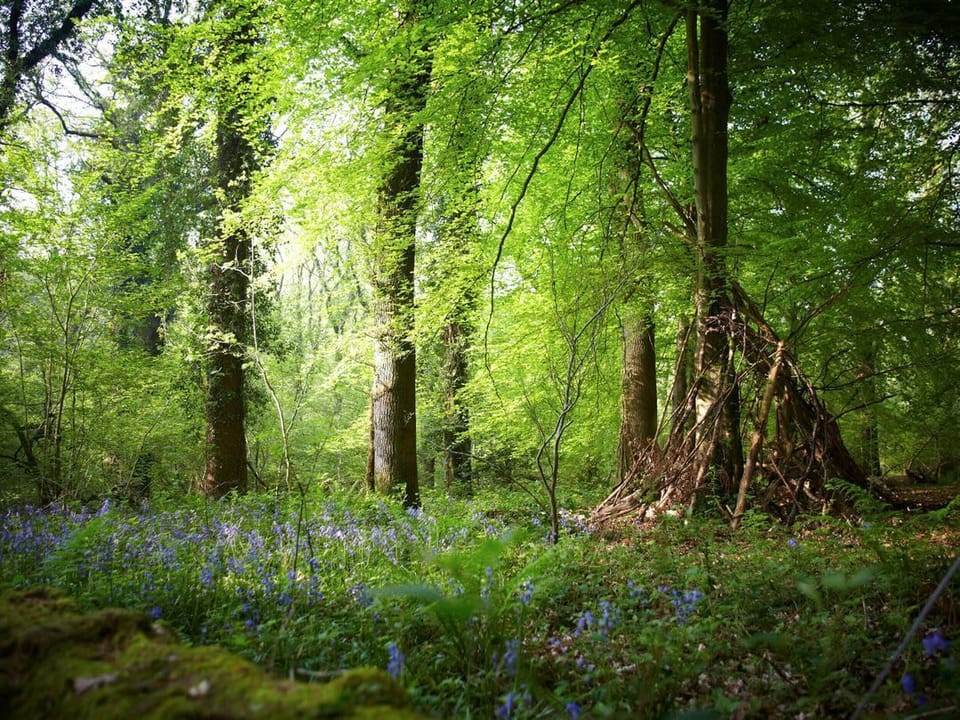 Forest of Dean Woodland - Golden Oak Treehouse