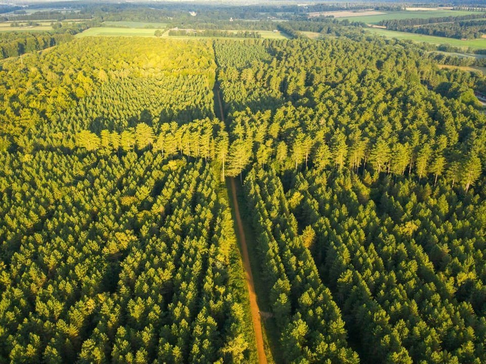 Thorpe Forest Golden Oak