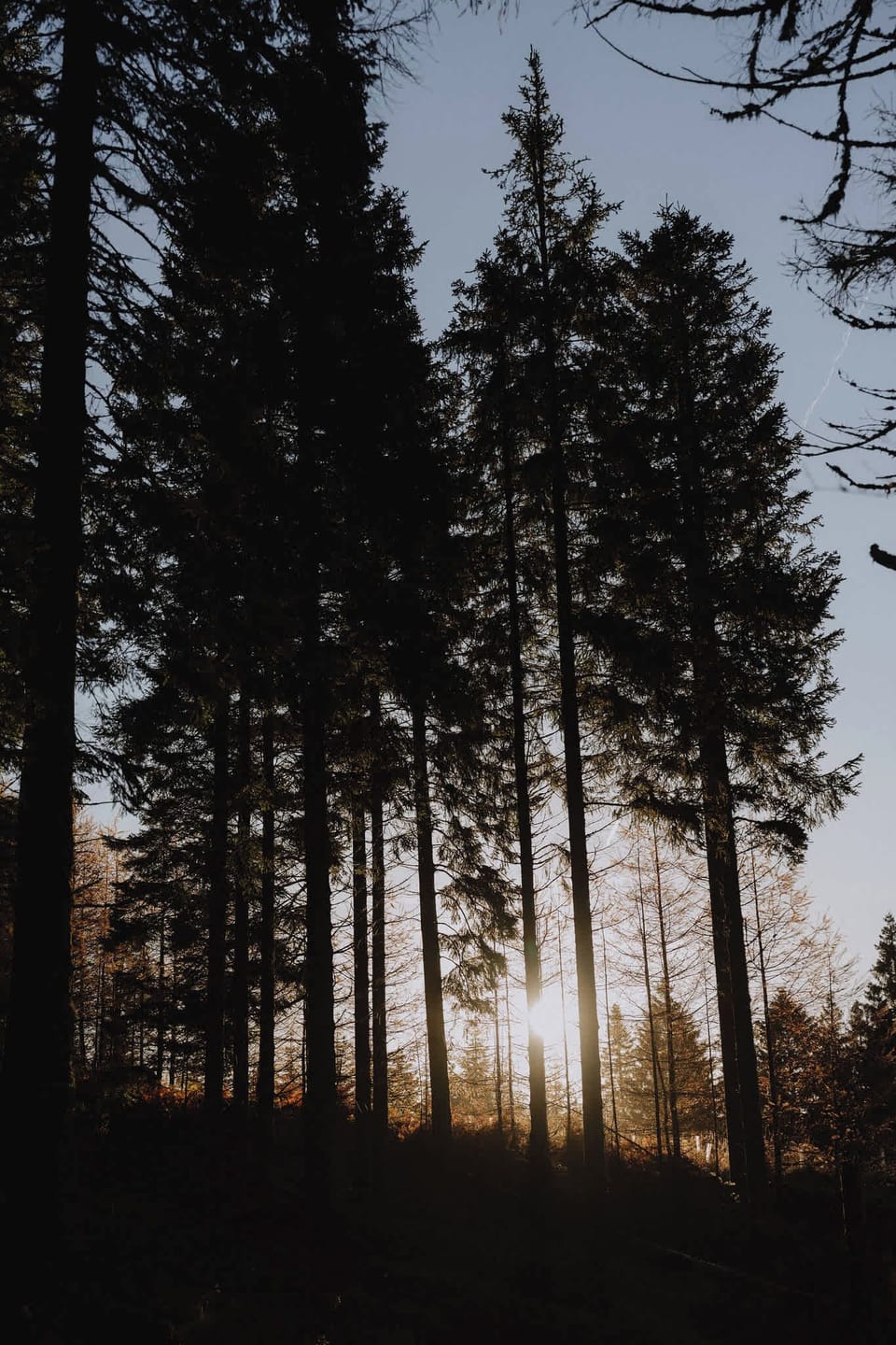Delamere Forest Silver Birch 2 doubles and 1 twin Secluded View