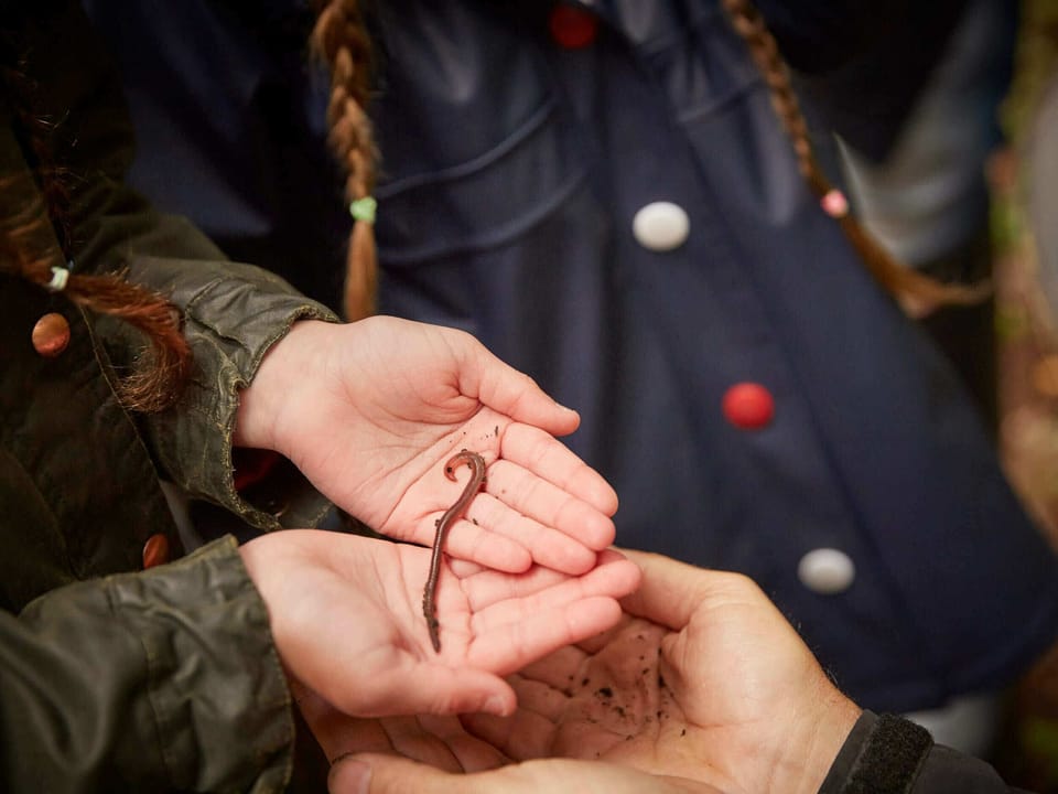 Ardgartan Argyll Silver Birch