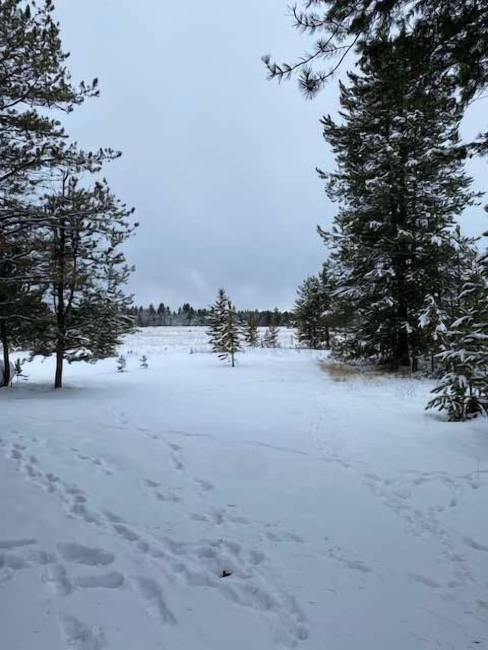 Wintery scene outside of the cabin.
