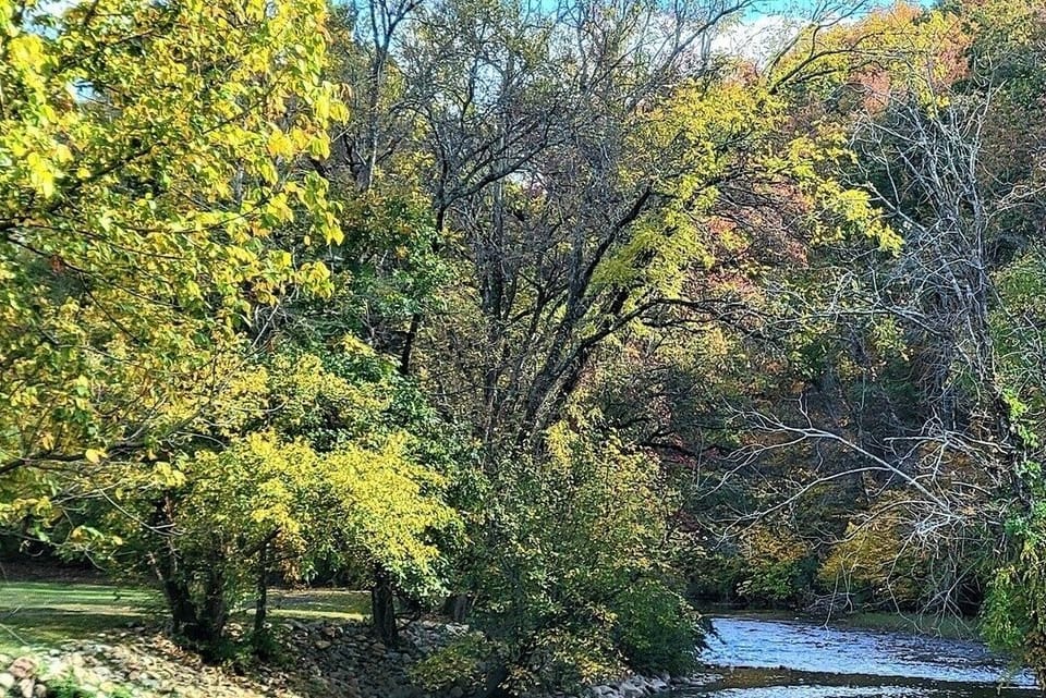 Vegetation, Tree, Land, Nature, Outdoors