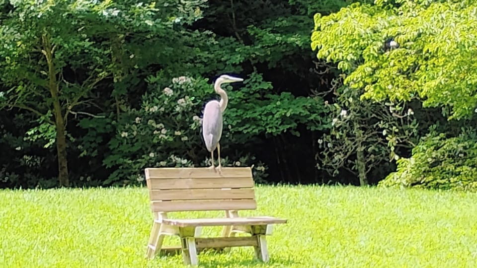 Great blue heron enjoying the view