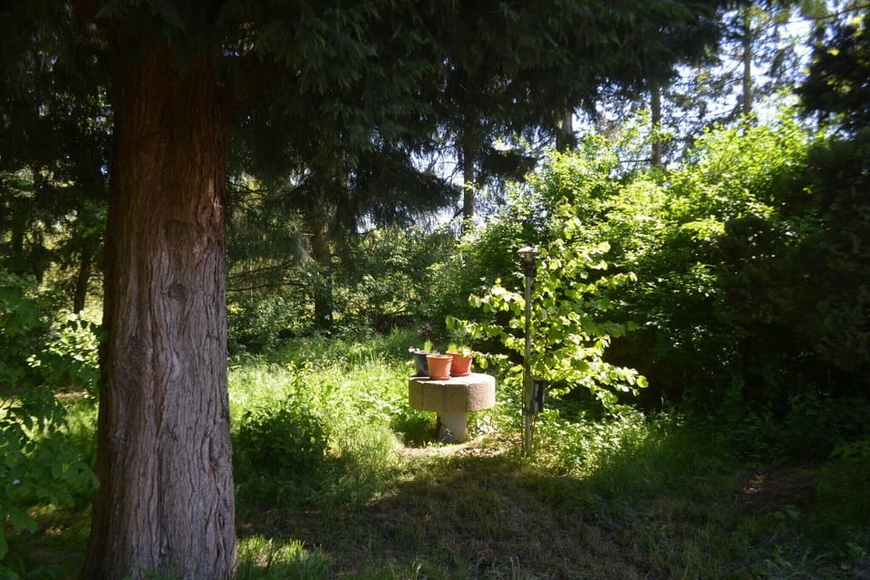 Garden [summer]