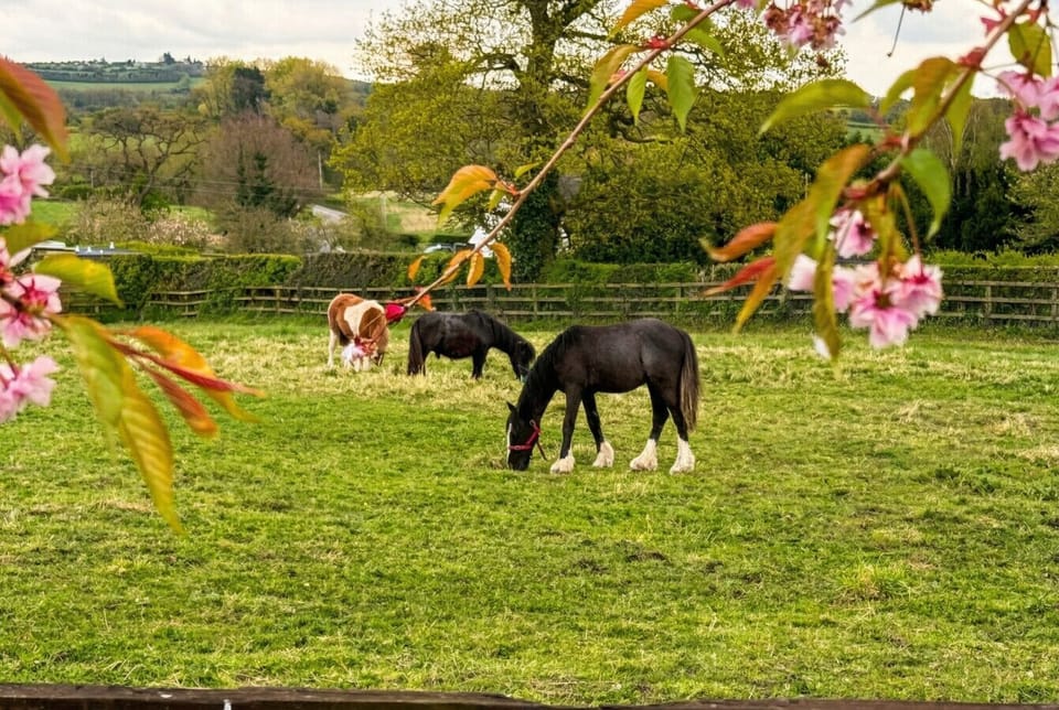 Horses graze through spring blossom with rolling countryside hills beyond.