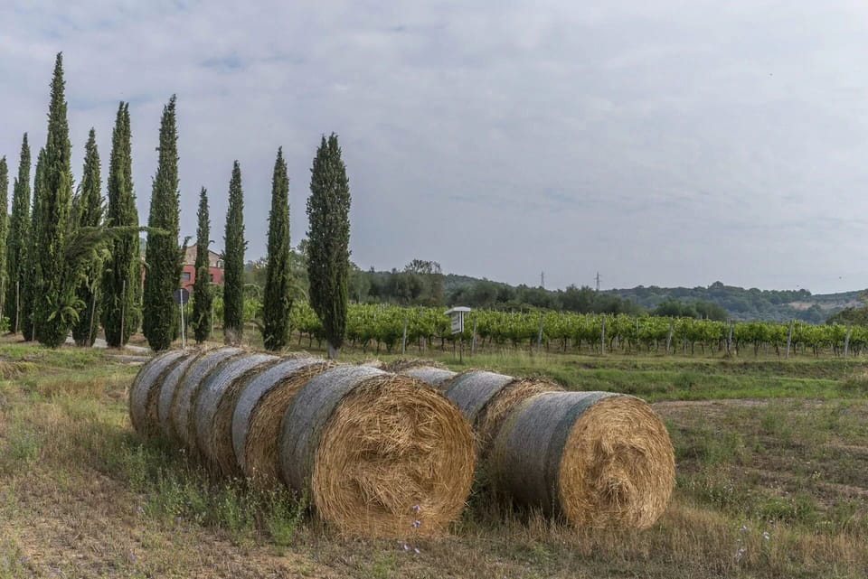 Grassland, Plain, Land Lot, Field, Rural Area, Plantation, Agriculture, Pasture, Meadow
