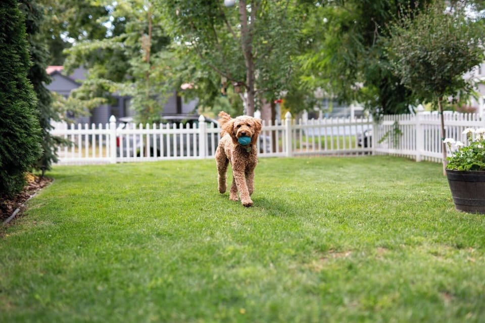 Bring your pups to enjoy our fully fenced yard! We're in a dog-friendly community with easy sidewalk access to downtown and the local dog park. Many amenities are complimentary so you can pack light—just inquire for details!