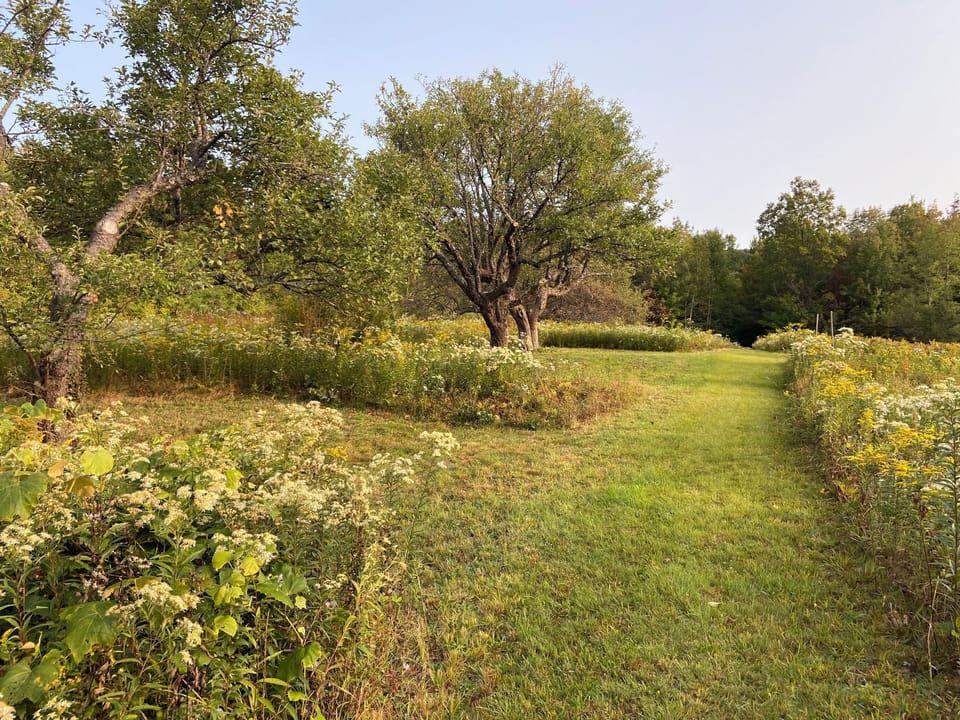 Apple trees