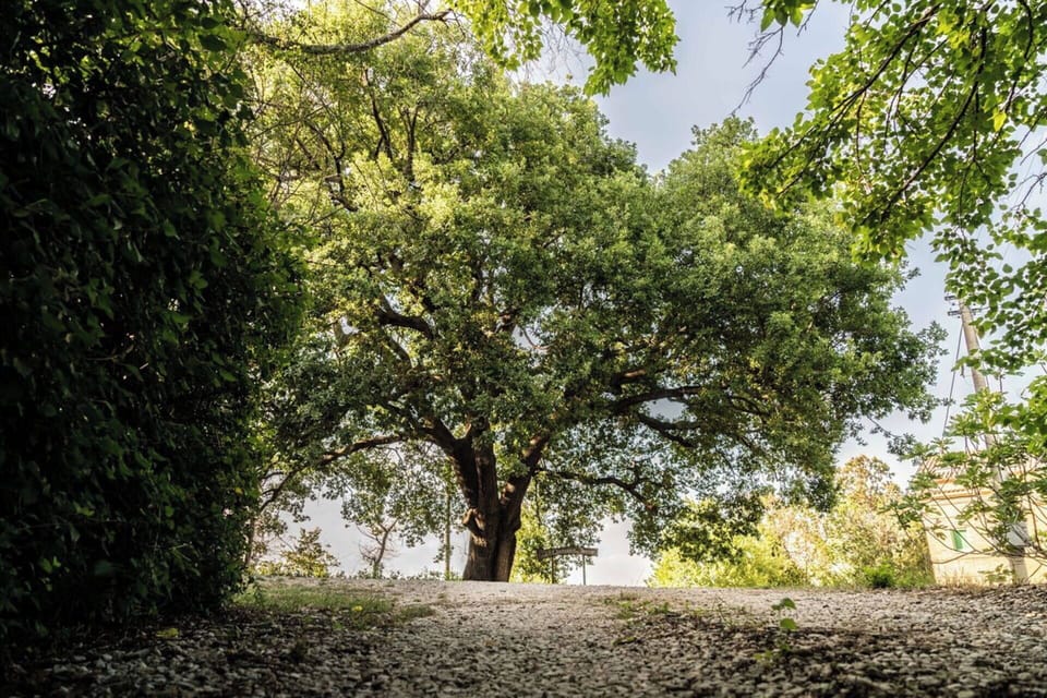 Leaf, Branch, Tree, Nature, Green, Natural Environment, Vegetation, Twig, Trunk, Shade