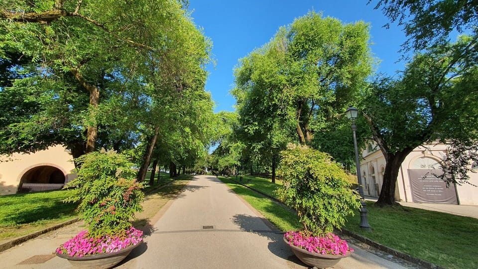 Leaf, Tree, Green, Nature, Branch, Road Surface, Vegetation, Shrub, Public Space, Thoroughfare