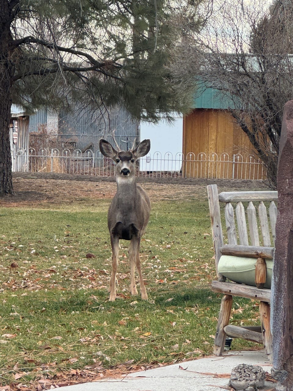 Visitor in back yard. 🤎