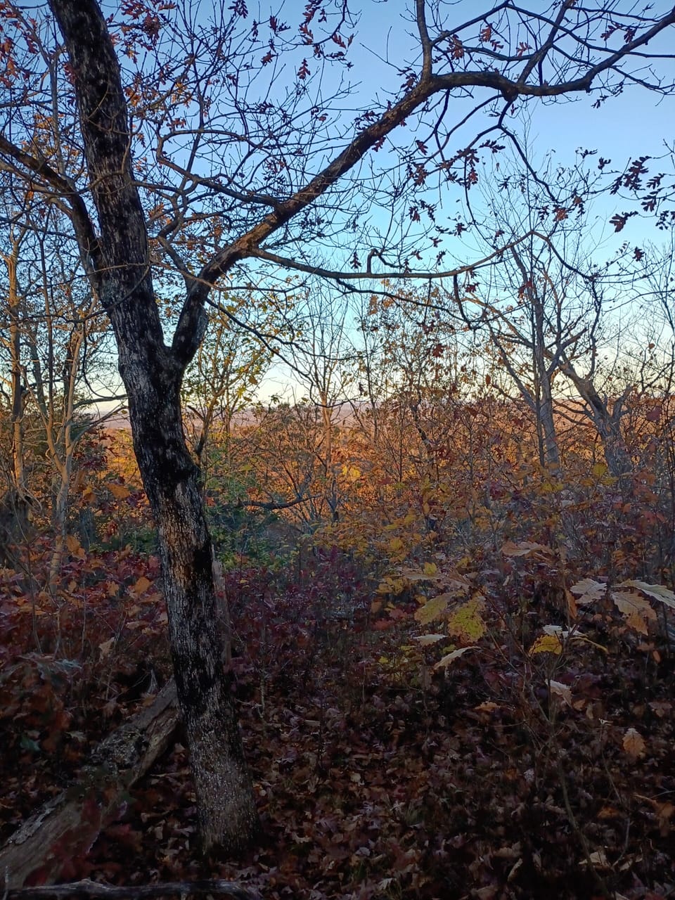 Miscellaneous