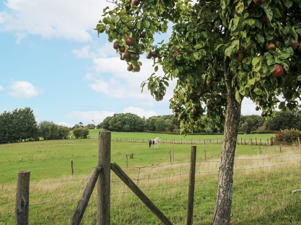 Pear Trees