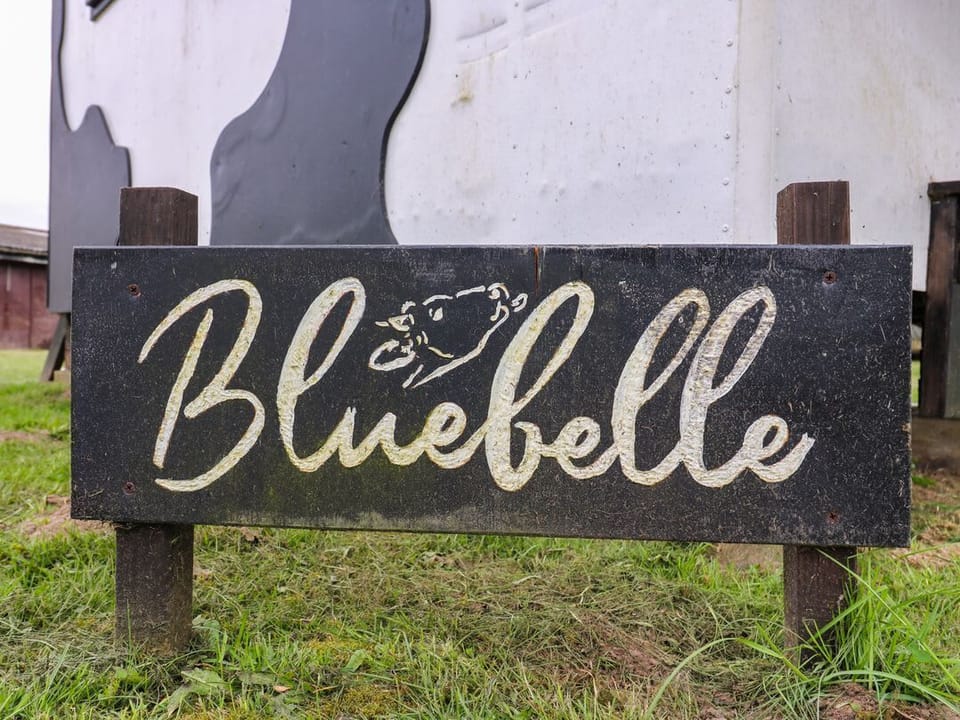 Bluebelle (Cow Shed 5)