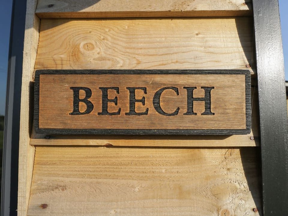 Beech