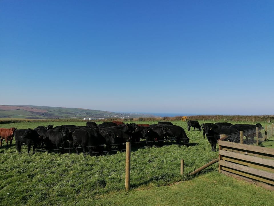 Boscastle View