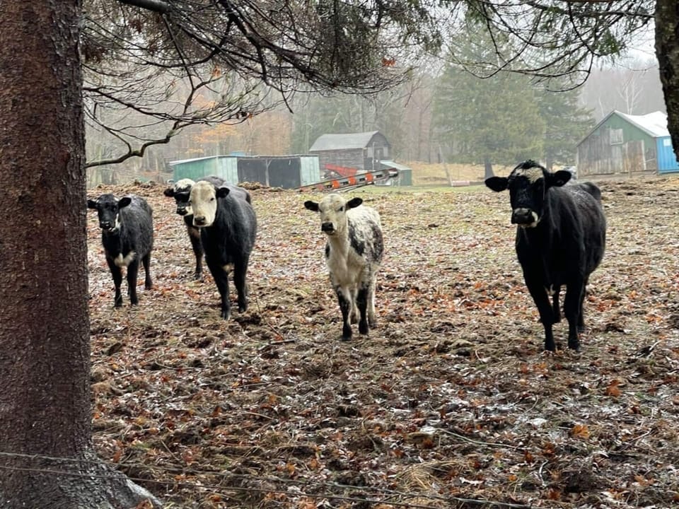 our neighbours you will meet going up the road to the bunkie - they like to see who's coming and going!