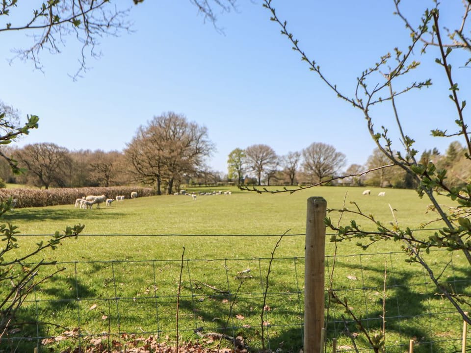 Woodland View