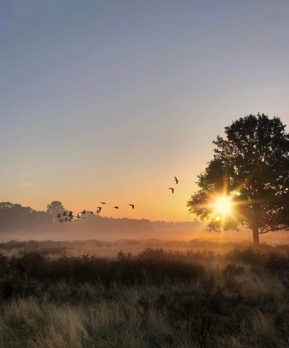 Close To Richmond Park
