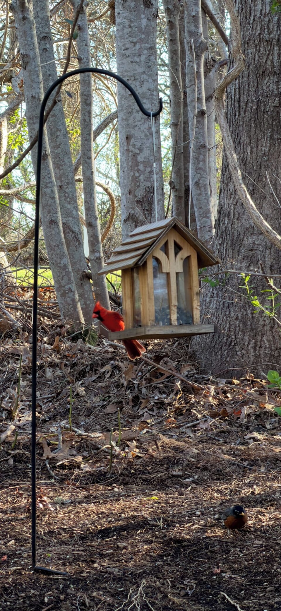 View of a bird