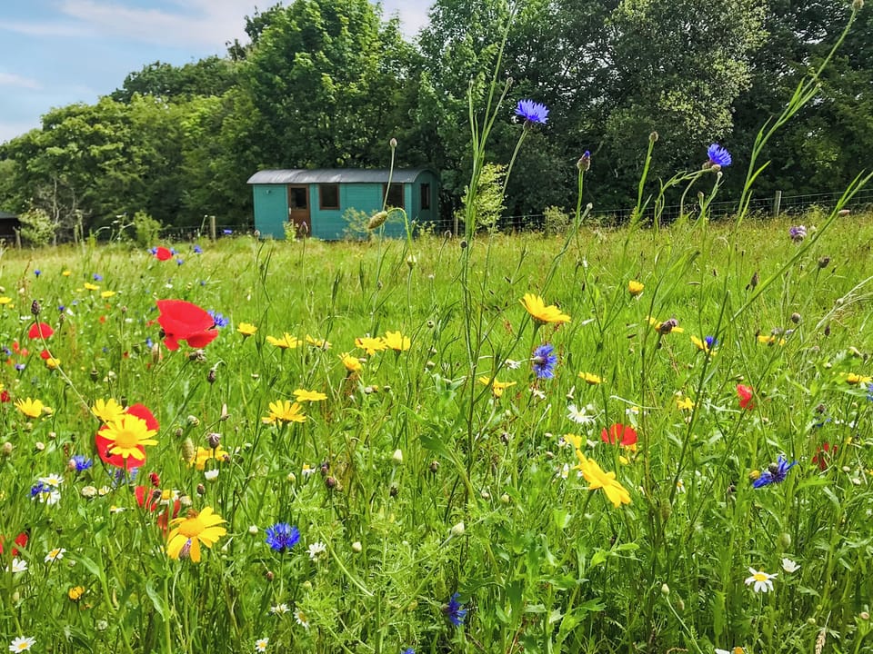 Exterior | Misty Shepherds Hut - Wild Meadow Camping, Plwmp