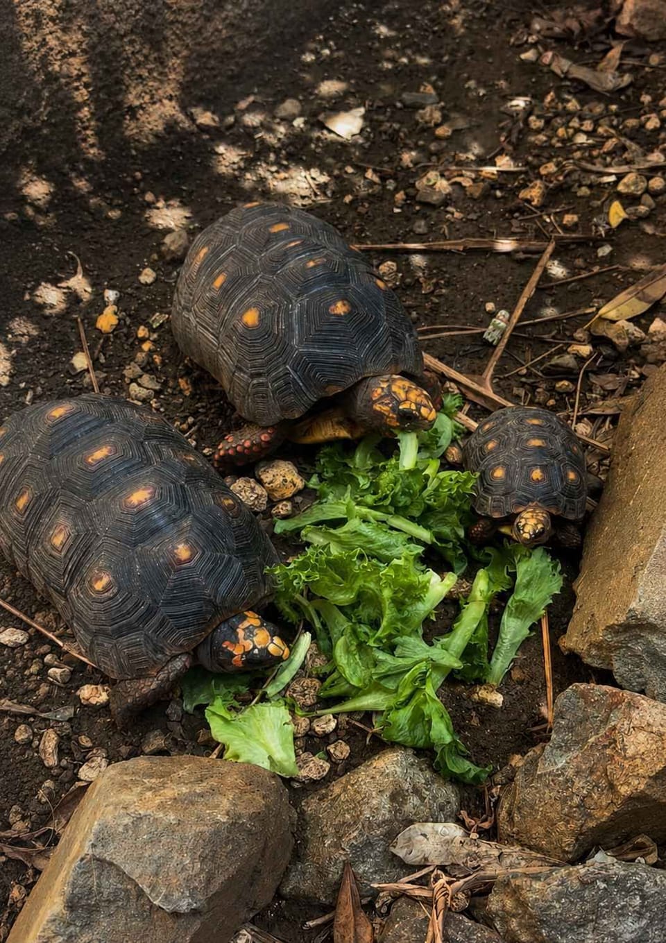 Meet our resident tortoises! They love fresh lettuce, sunny afternoons, and saying hello to our guests.