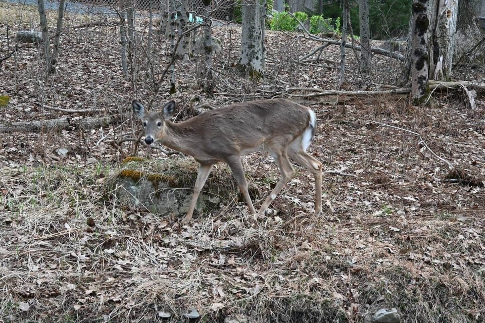 Enjoy wildlife right in your very own back yard. Locust Lake is known for common encounters with these friendly deer all around the neighborhood! If you are lucky, you might see them around the house near dawn and dusk.