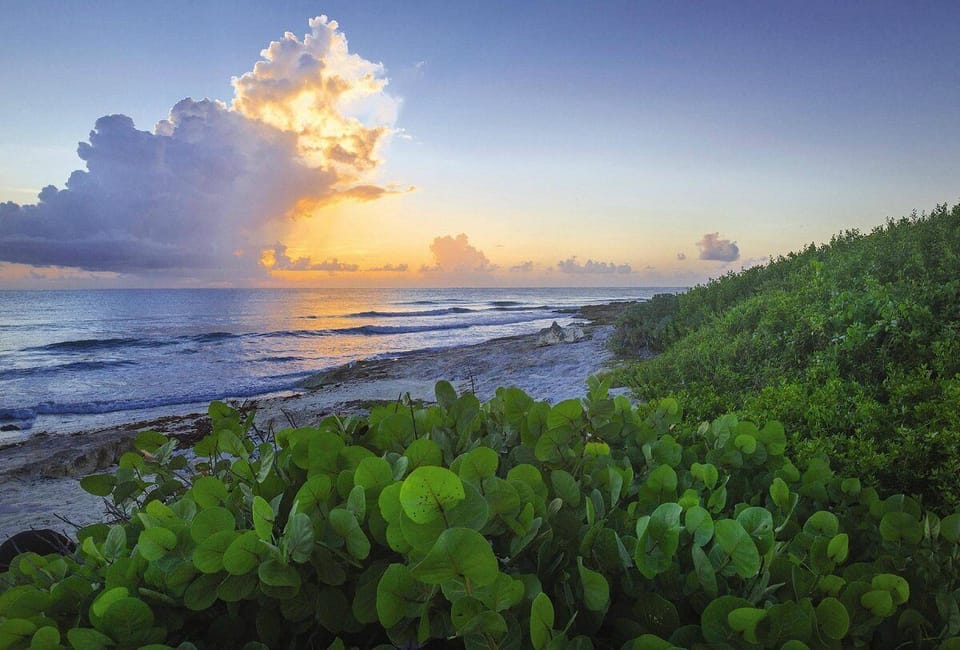 Shoreline scene