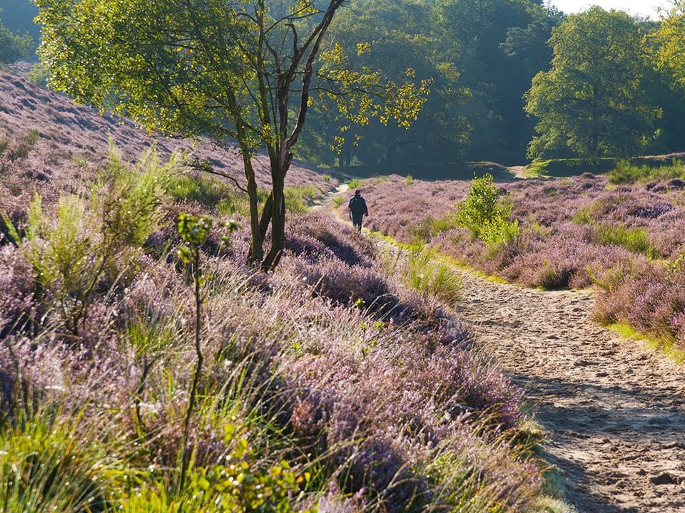 Wander scenic heather trails and breathe in countryside calm.