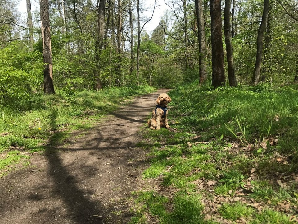 Pet-friendly