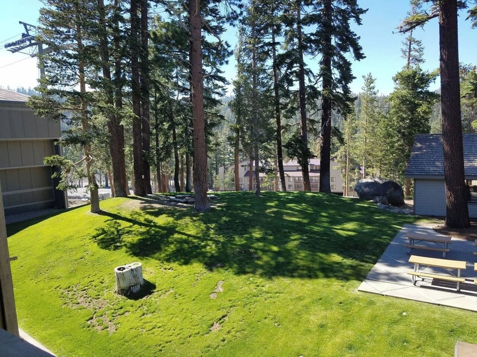 Grassy outdoor area during usmmer months.