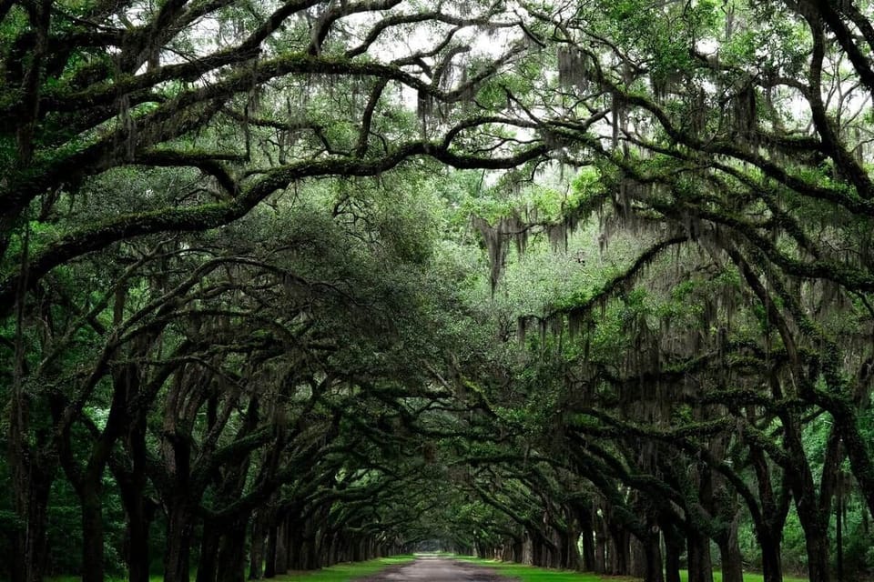 Dense green oak trees at Wormsloe Historic Site, just 20 minutes from BoHouse.