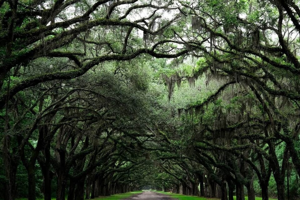 Dense green oak trees line the road at Wormsloe Historic Site, just 20 minutes from BoHouse.
Photo by Ryan Arnst