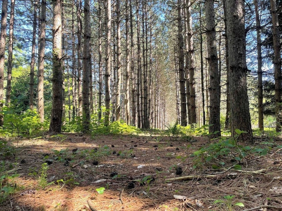 The property is expansive and has 6 acres. This forest is an old "jack pine" forrest. These trees should have been used for telephone poles but were never used and are now a sanctuary. 