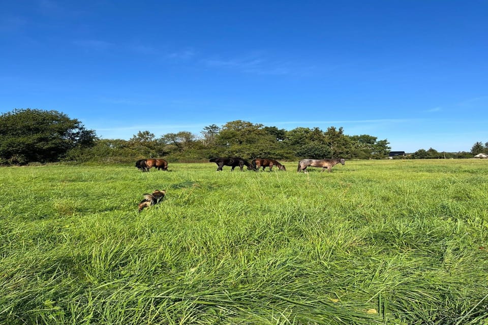 Surroundings [summer] (1-5 km)