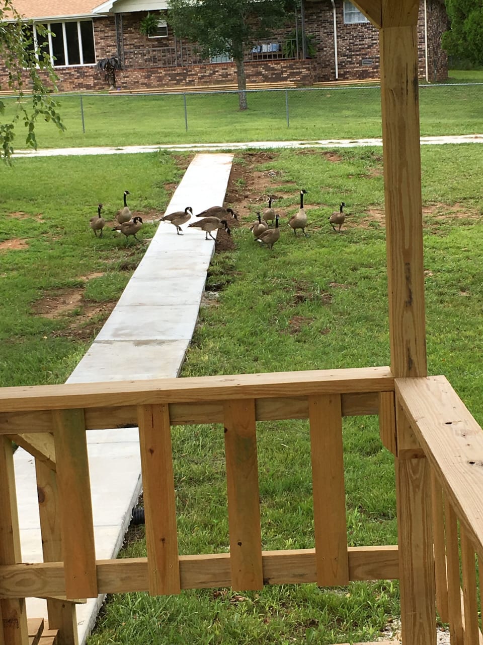 wildlife live here