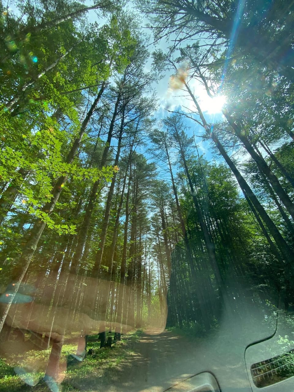 Trees at road entrance to property