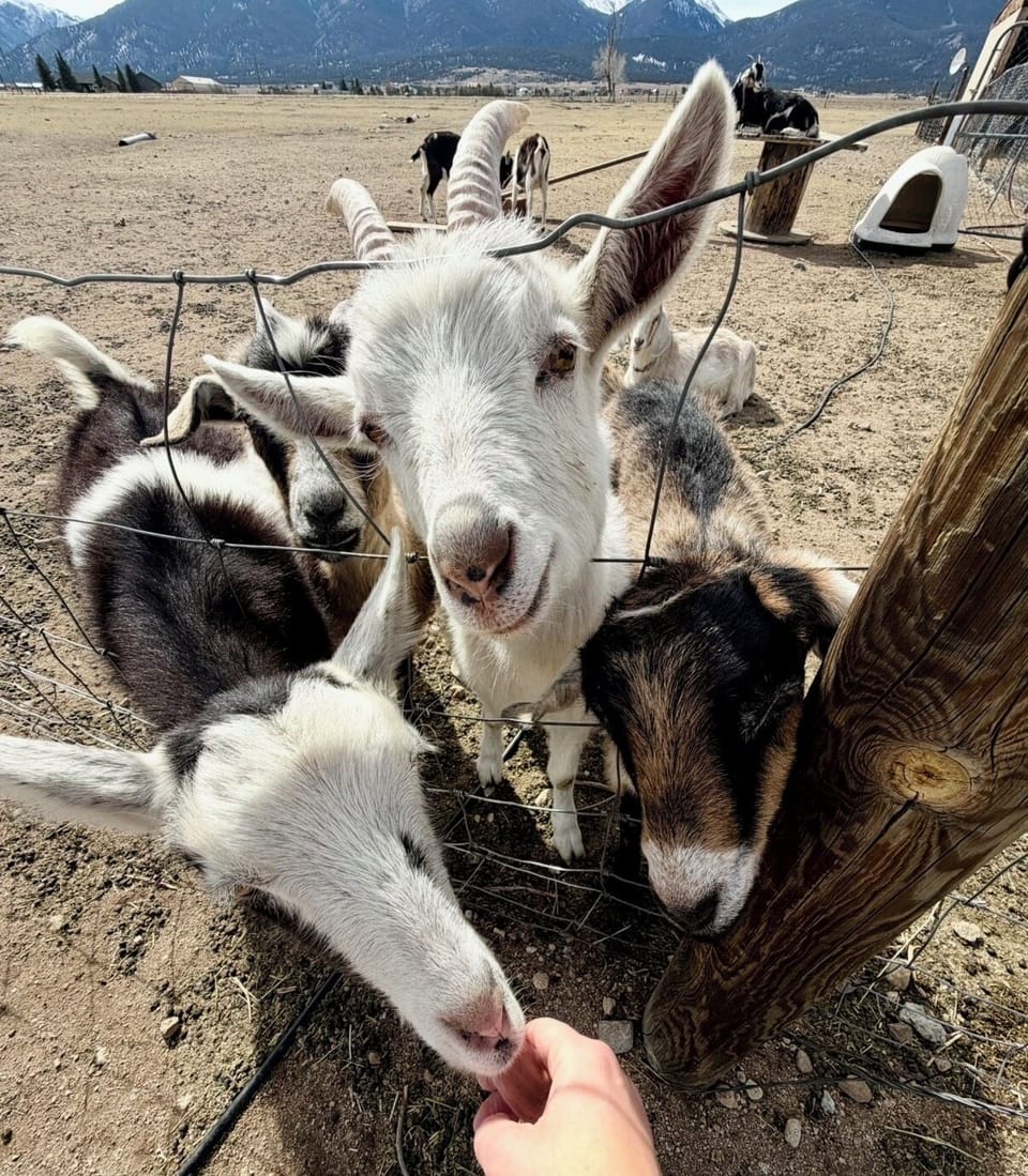 Pet our friendly goats
