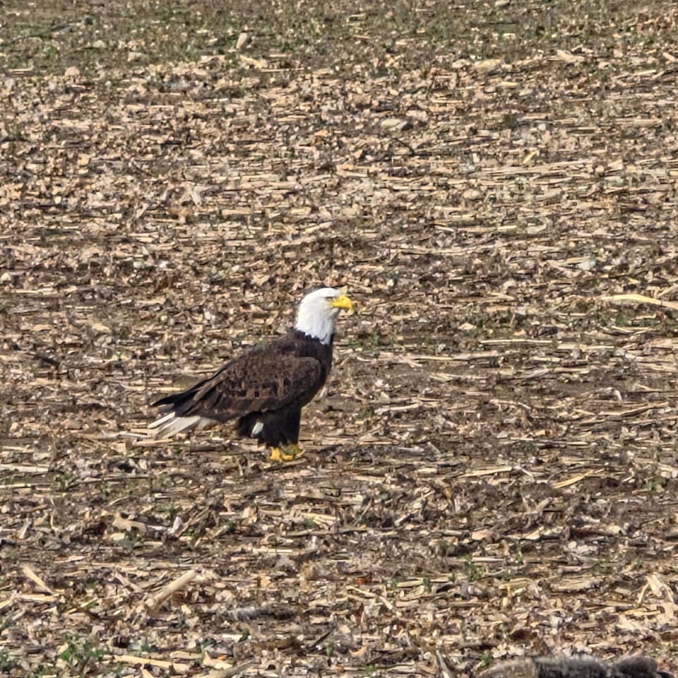 Eagle nearby to the property enjoying breakfast no doubt!